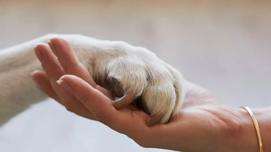 Pet Health